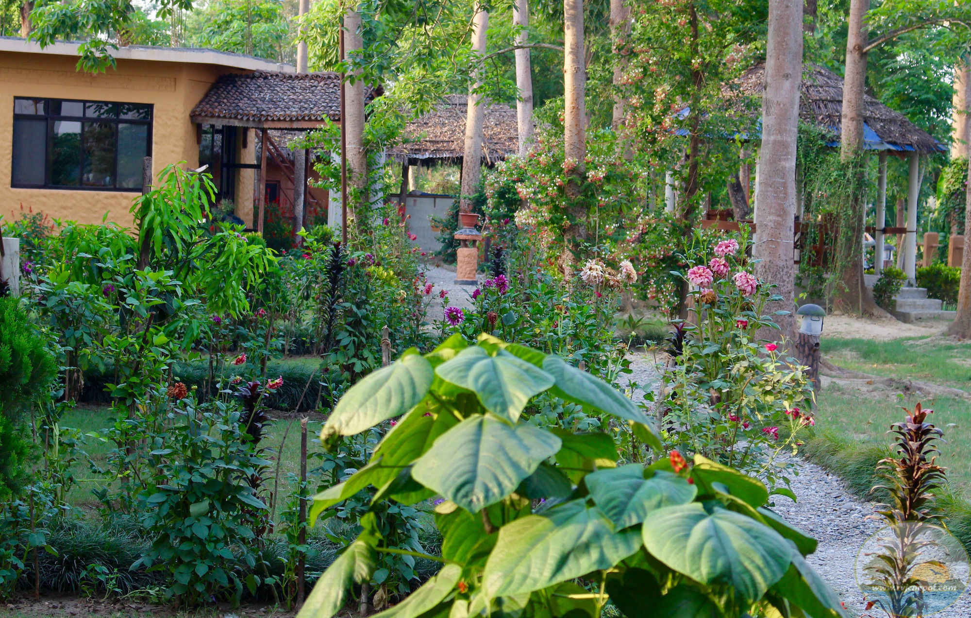 River View Jungle Camp Sauraha Dış mekan fotoğraf